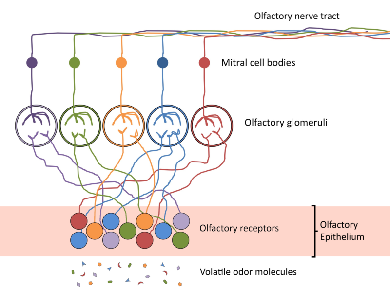 Olfactory receptors at the surface of the olfactory epithelium interact with volatile odor molecules, then send signals along their axons to the mitral cell receptors within the olfactory glomeruli which then send signals along the olfactory tract to the brain. These connections are represented in five different colors to illustrate the specificity of these connections.